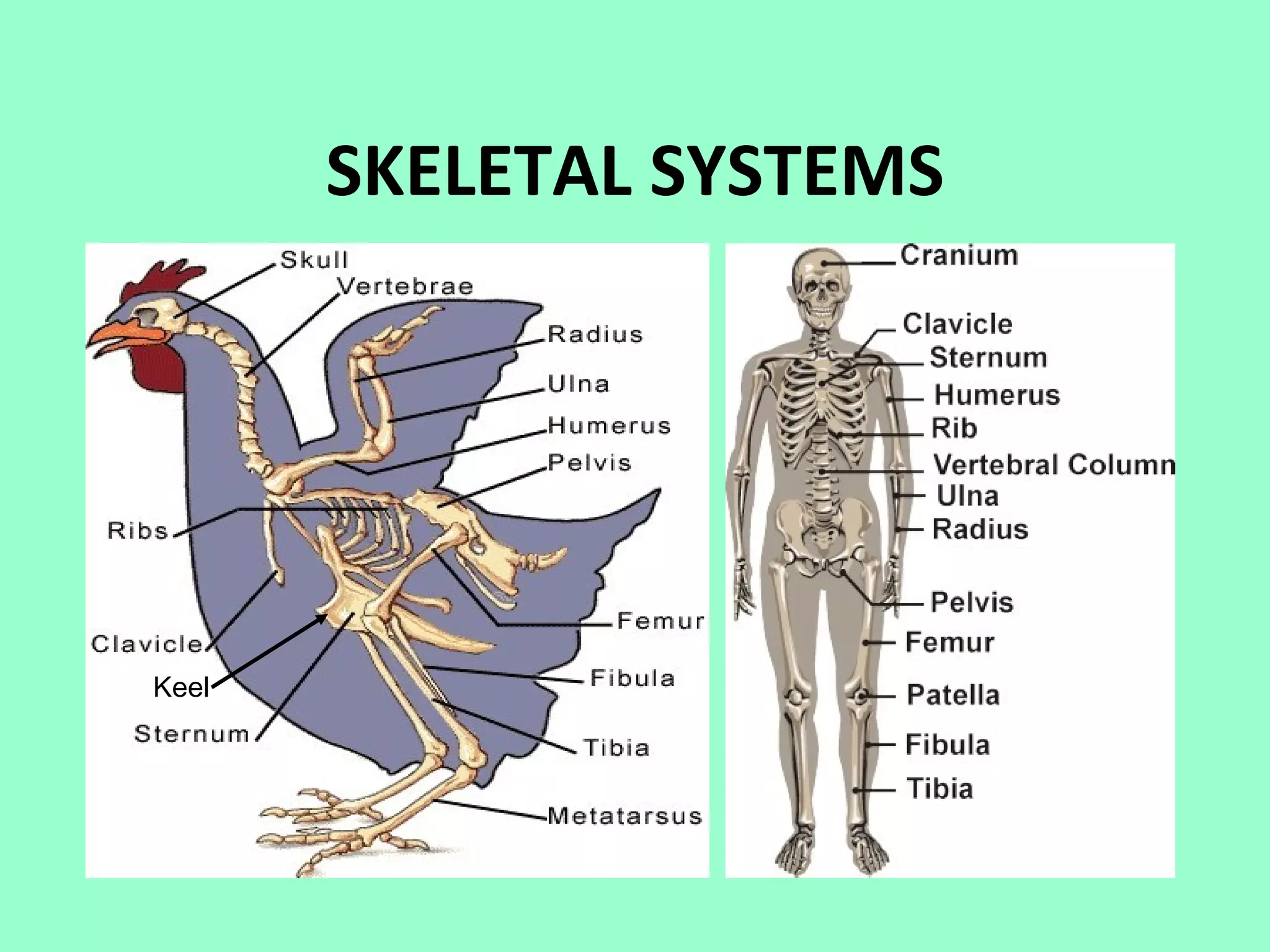 SKELETAL SYSTEMS




Keel
 