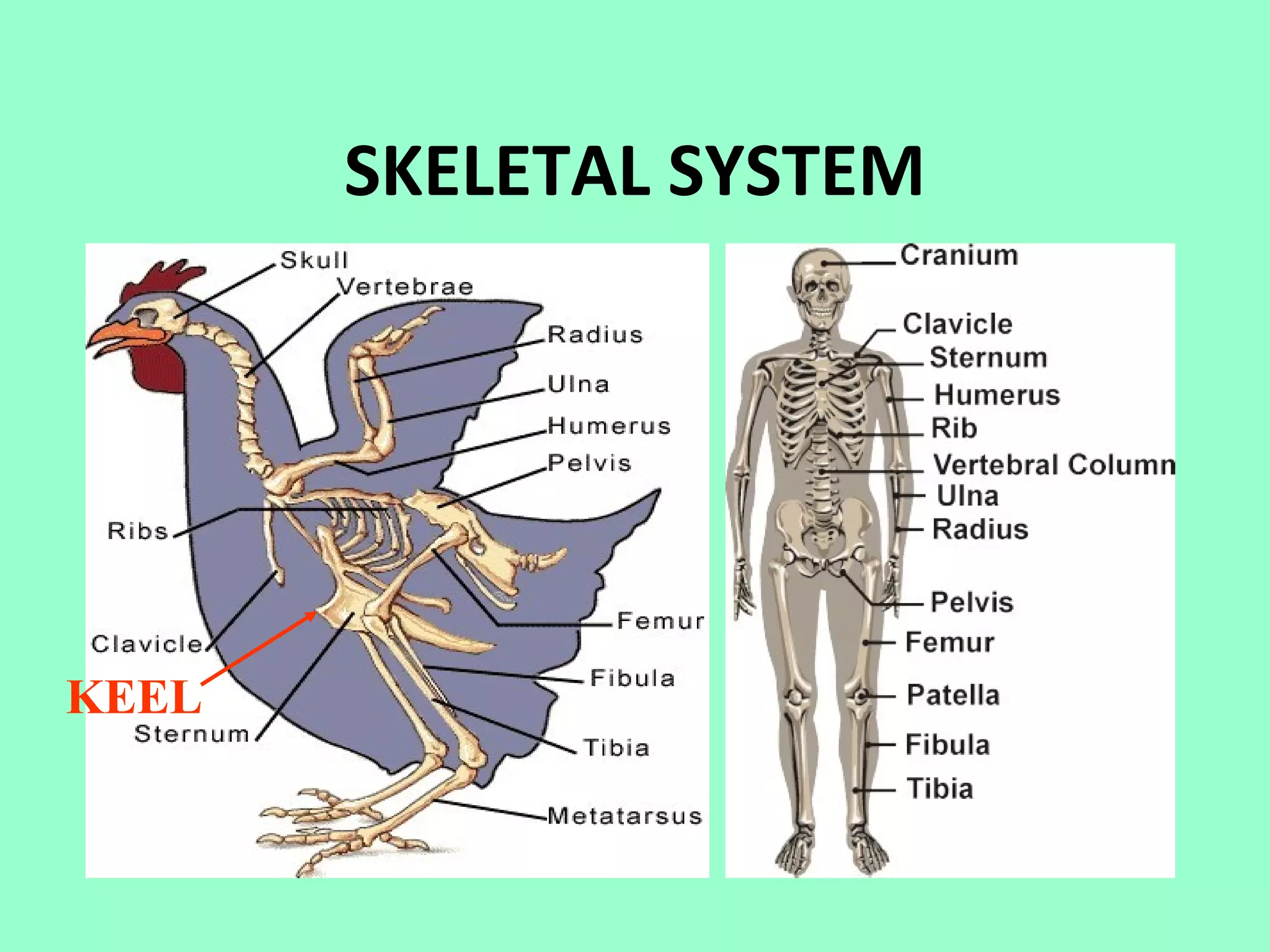 SKELETAL SYSTEM




KEEL
 