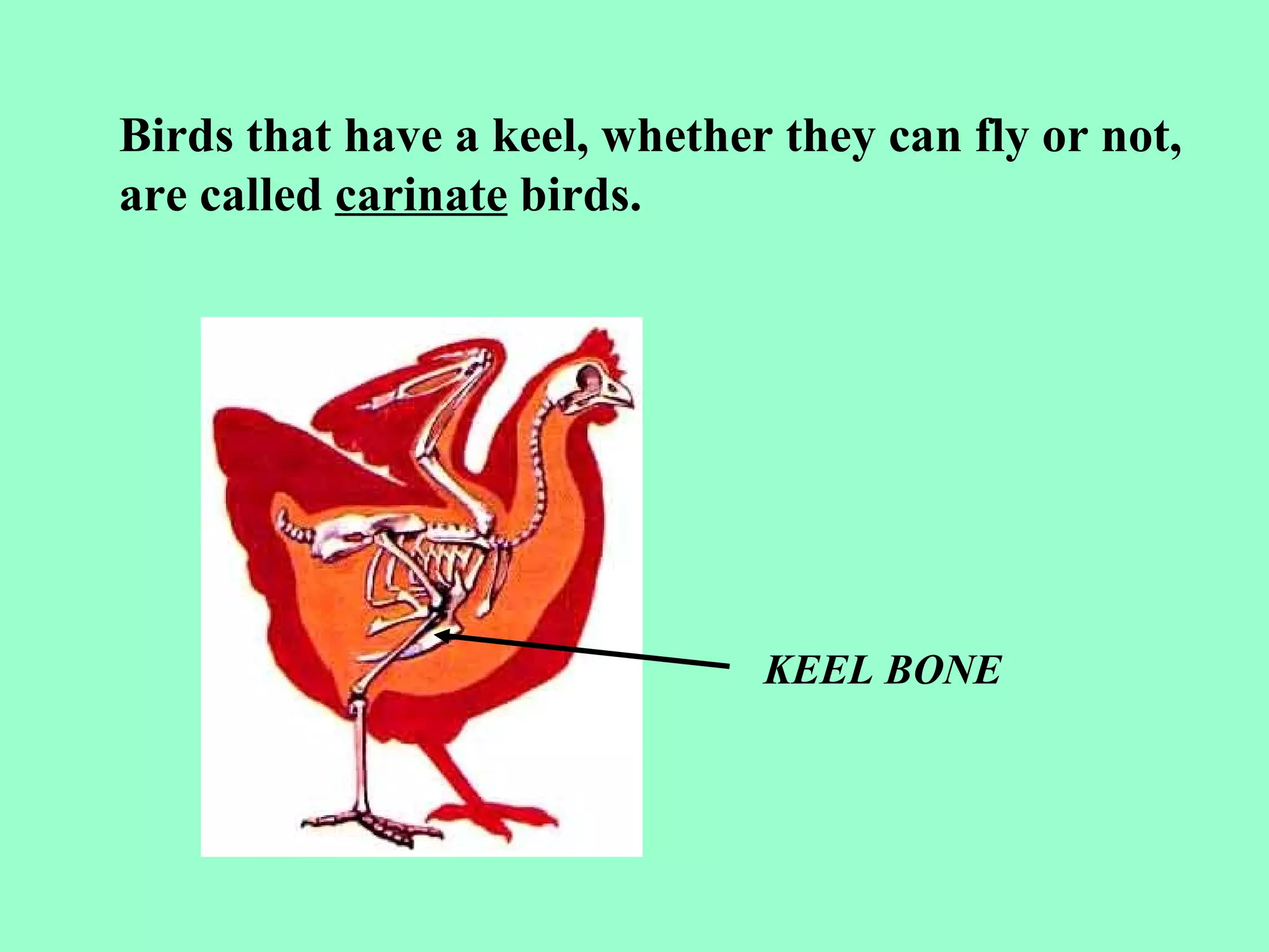 Birds that have a keel, whether they can fly or not,
are called carinate birds.




                               KEEL BONE
 