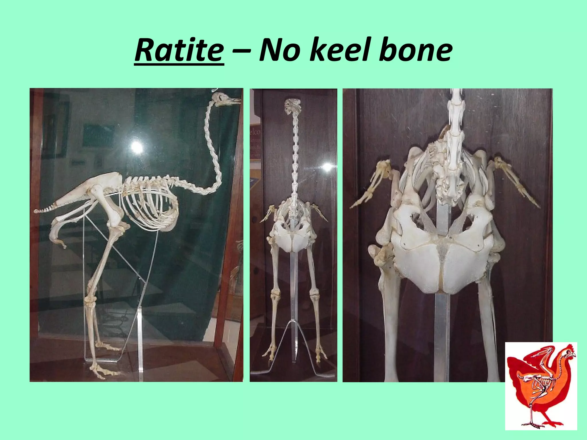 Ratite – No keel bone
 