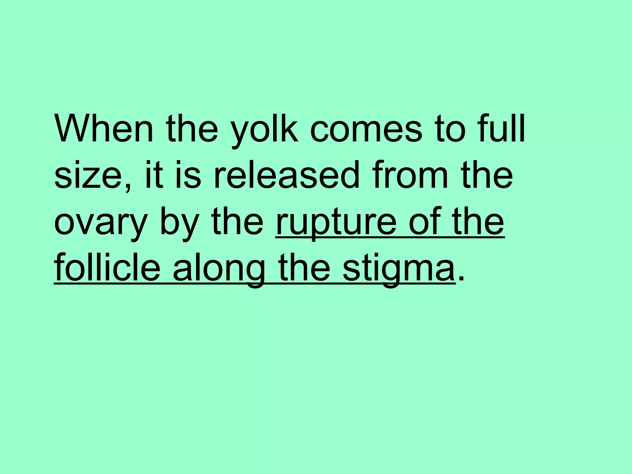 When the yolk comes to full
size, it is released from the
ovary by the rupture of the
follicle along the stigma.
 