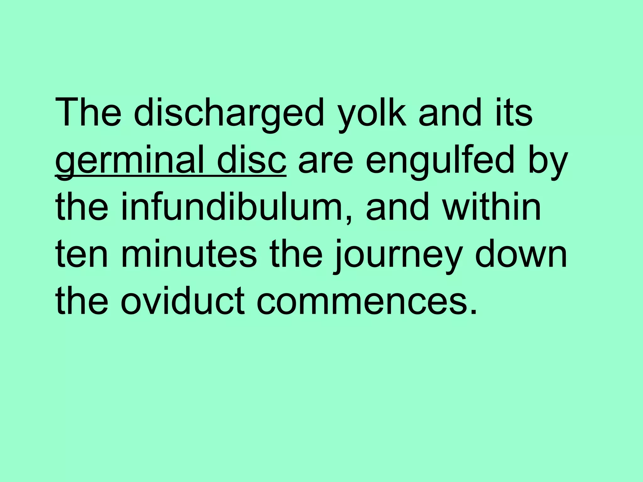 The discharged yolk and its
germinal disc are engulfed by
the infundibulum, and within
ten minutes the journey down
the oviduct commences.
 