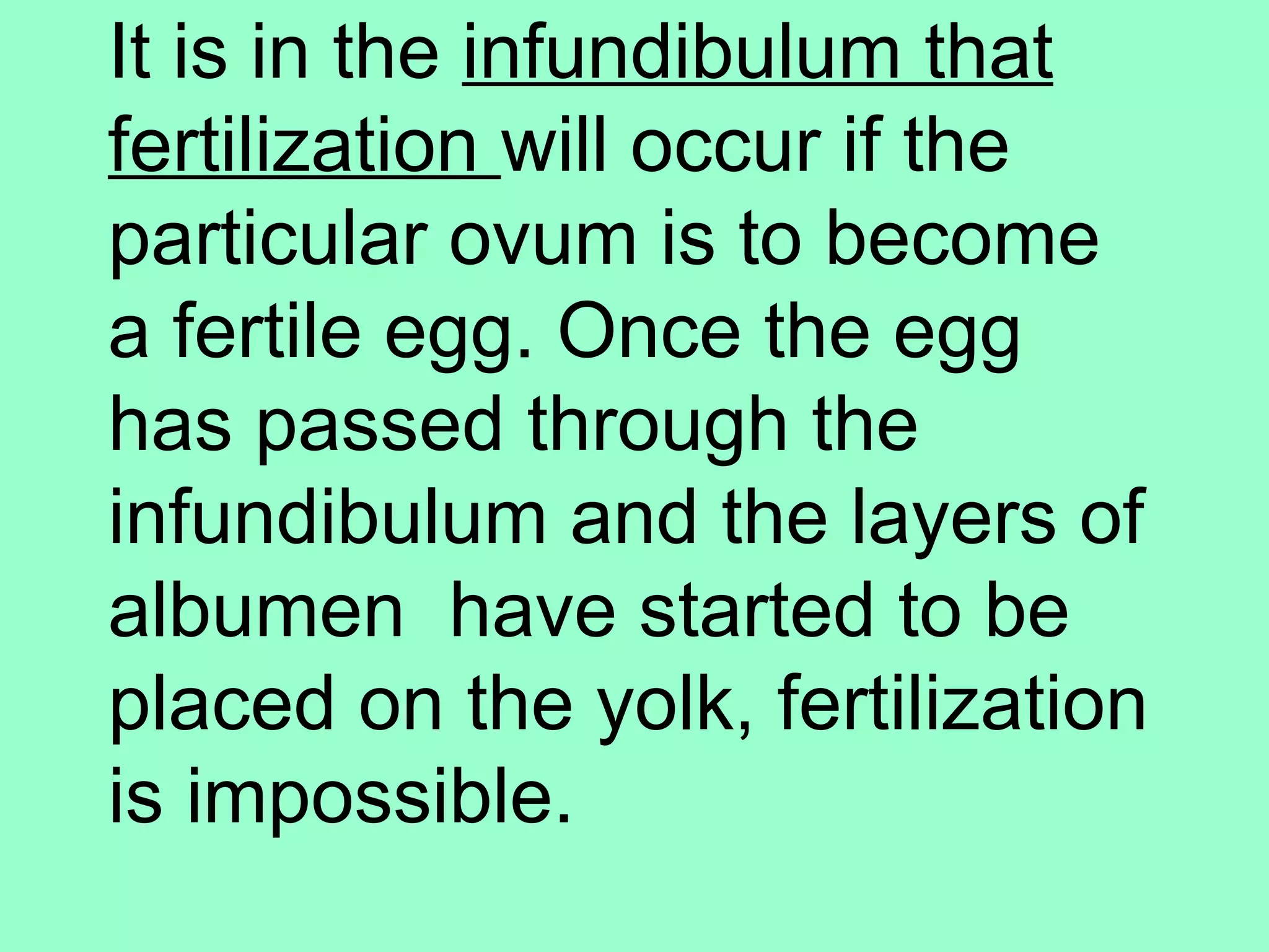 It is in the infundibulum that
fertilization will occur if the
particular ovum is to become
a fertile egg. Once the egg
has passed through the
infundibulum and the layers of
albumen have started to be
placed on the yolk, fertilization
is impossible.
 