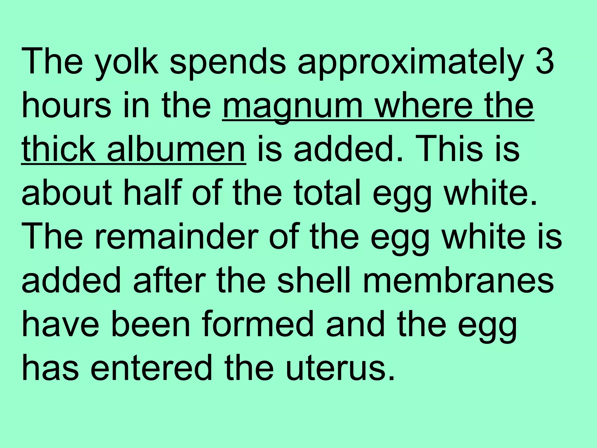 The yolk spends approximately 3
hours in the magnum where the
thick albumen is added. This is
about half of the total egg white.
The remainder of the egg white is
added after the shell membranes
have been formed and the egg
has entered the uterus.
 