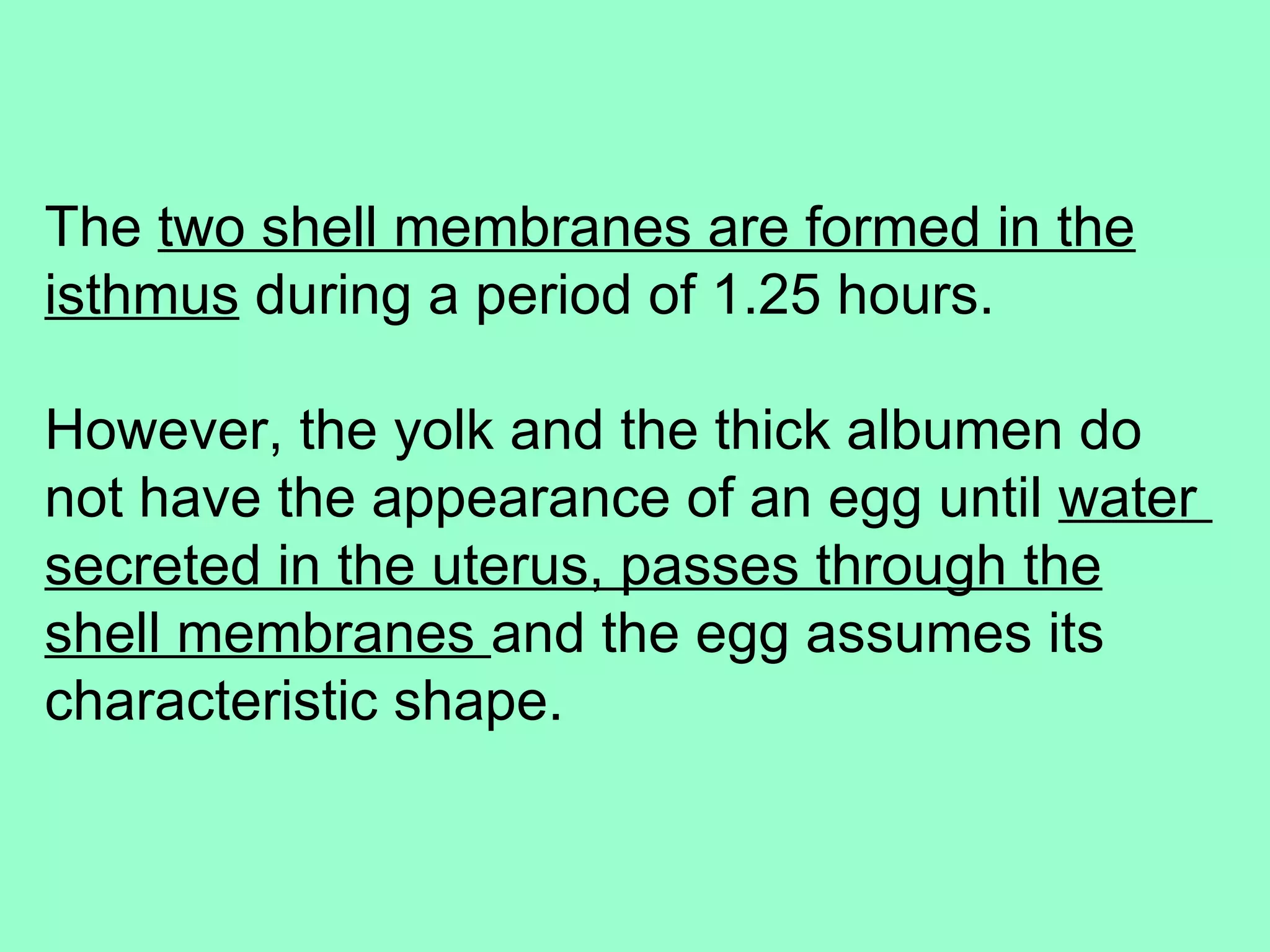 The two shell membranes are formed in the
isthmus during a period of 1.25 hours.

However, the yolk and the thick albumen do
not have the appearance of an egg until water
secreted in the uterus, passes through the
shell membranes and the egg assumes its
characteristic shape.
 