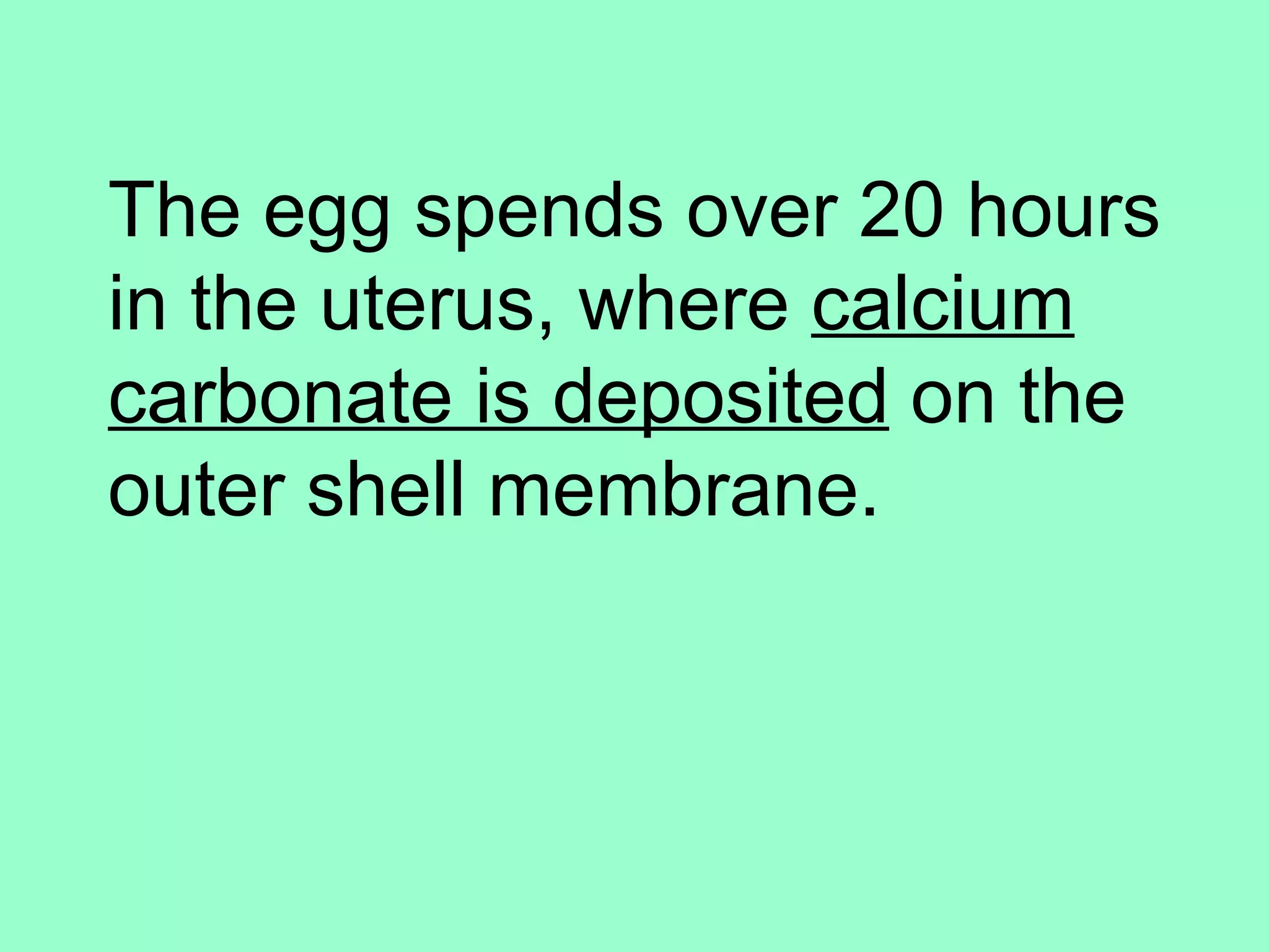 The egg spends over 20 hours
in the uterus, where calcium
carbonate is deposited on the
outer shell membrane.
 