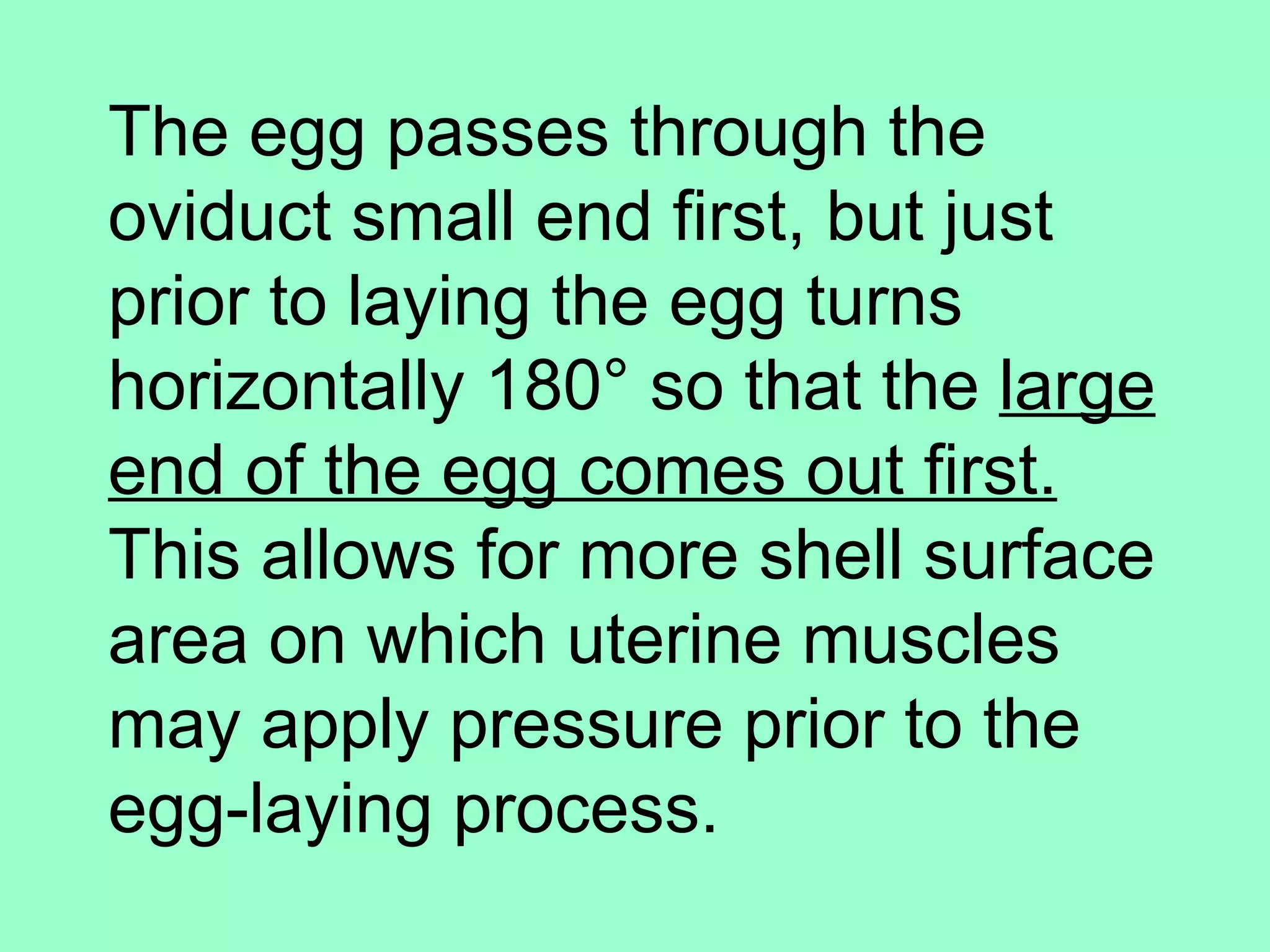 The egg passes through the
oviduct small end first, but just
prior to laying the egg turns
horizontally 180° so that the large
end of the egg comes out first.
This allows for more shell surface
area on which uterine muscles
may apply pressure prior to the
egg-laying process.
 