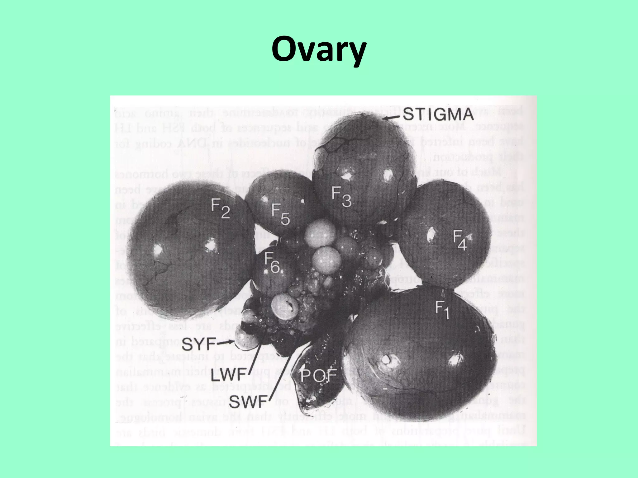 Ovary
 