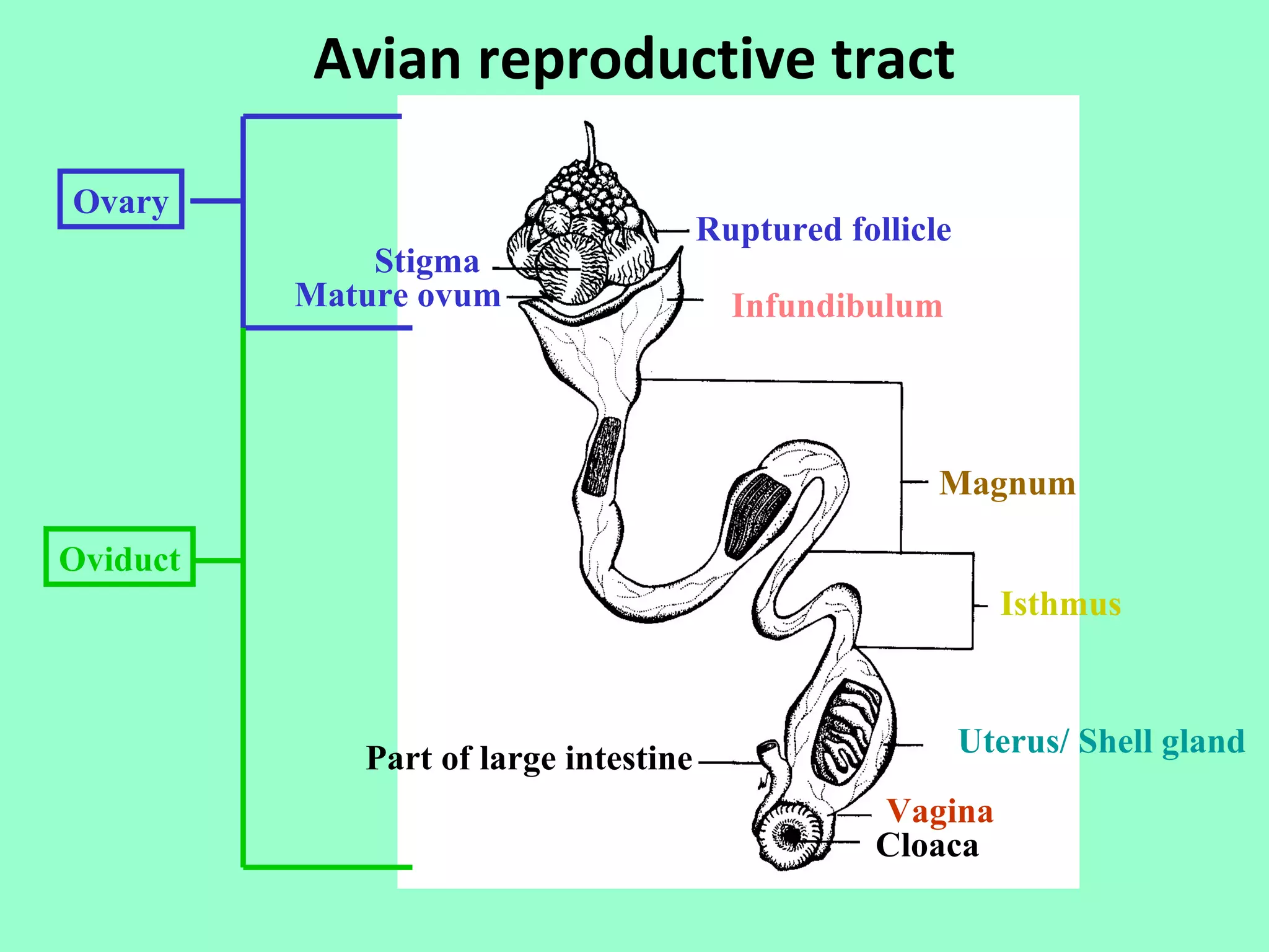 Avian reproductive tract

Ovary
                                       Ruptured follicle
              Stigma
          Mature ovum                    Infundibulum




                                                       Magnum

Oviduct
                                                             Isthmus



             Part of large intestine                       Uterus/ Shell gland
                                                  Vagina
                                                  Cloaca
 