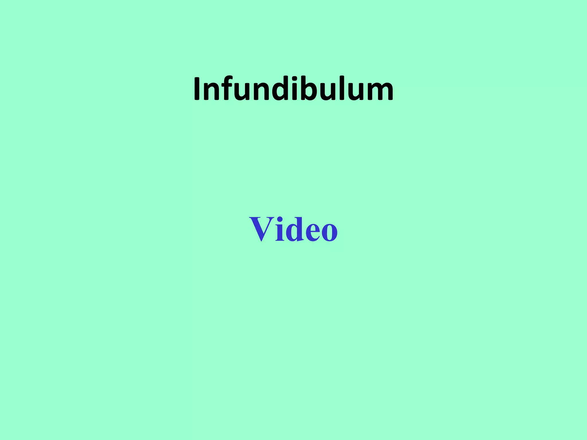 Infundibulum


   Video
 