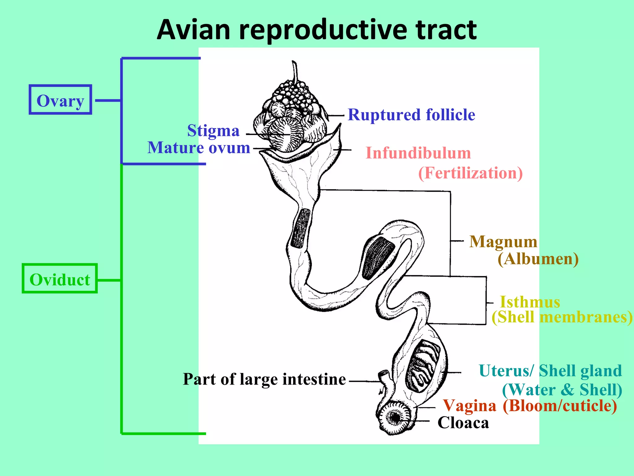 Avian reproductive tract

Ovary
                                       Ruptured follicle
              Stigma
          Mature ovum                    Infundibulum
                                               (Fertilization)


                                                       Magnum
                                                         (Albumen)
Oviduct
                                                            Isthmus
                                                           (Shell membranes)


             Part of large intestine                   Uterus/ Shell gland
                                                          (Water & Shell)
                                                  Vagina (Bloom/cuticle)
                                                  Cloaca
 