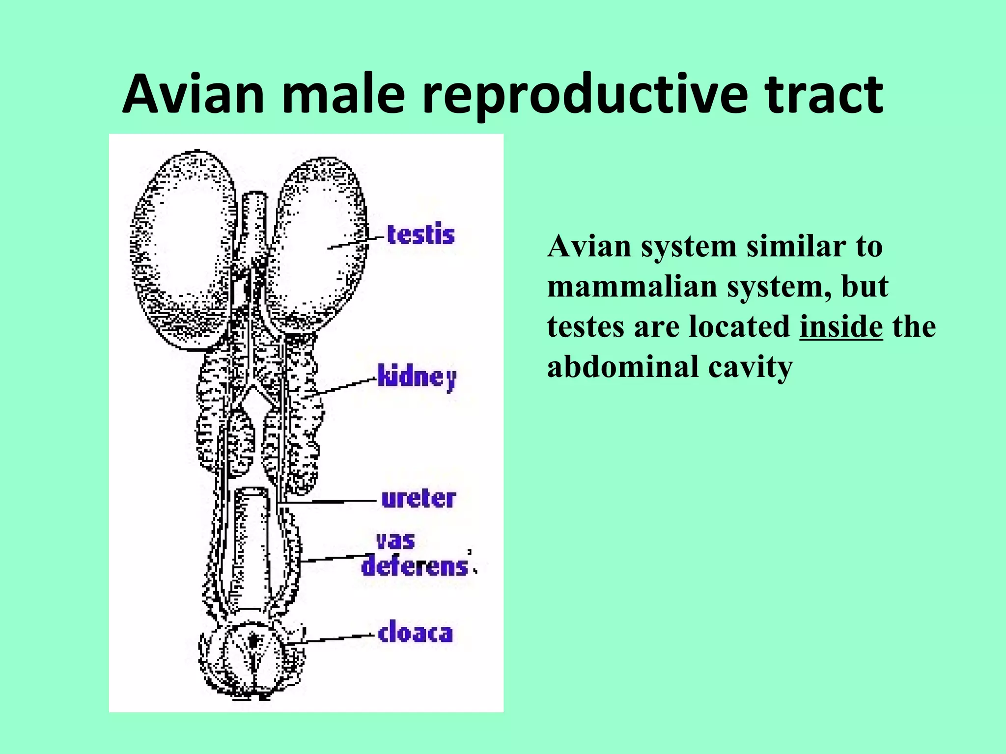 Avian male reproductive tract

                Avian system similar to
                mammalian system, but
                testes are located inside the
                abdominal cavity
 