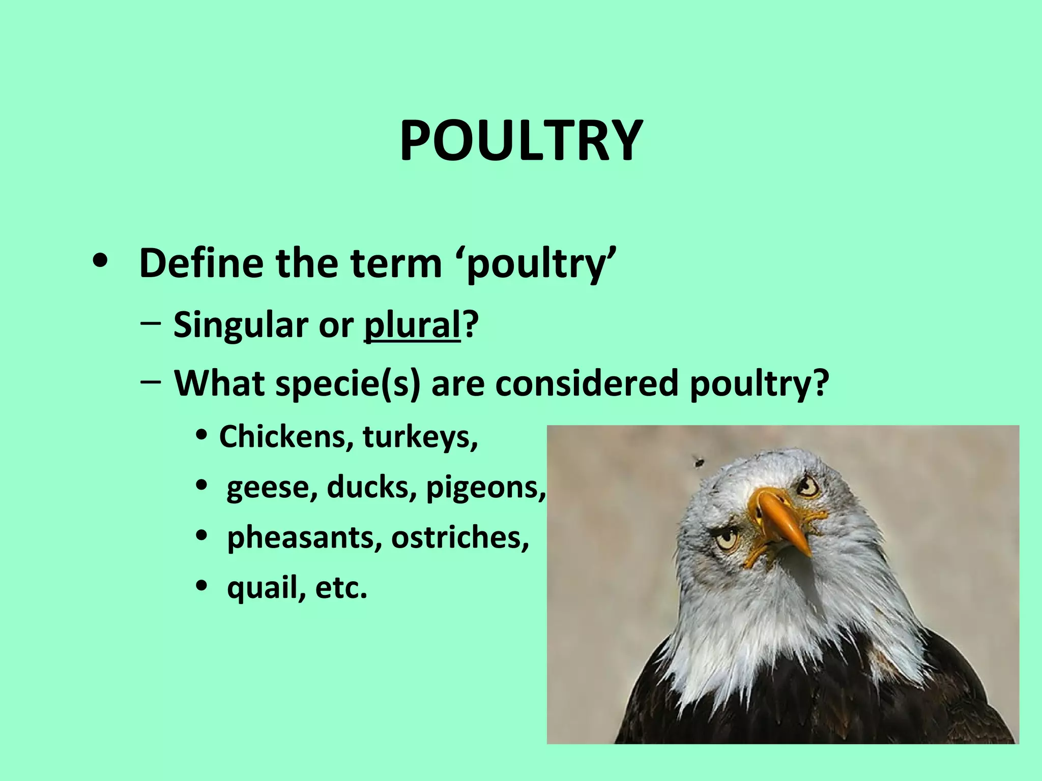 POULTRY
• Define the term ‘poultry’
  – Singular or plural?
  – What specie(s) are considered poultry?
     • Chickens, turkeys,
     • geese, ducks, pigeons,
     • pheasants, ostriches,
     • quail, etc.
 