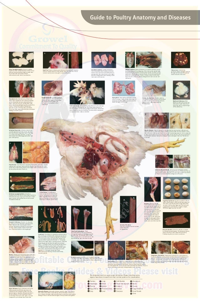 Poultry Anatomy & Diseases