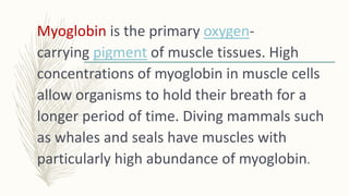 Myoglobin is the primary oxygen-
carrying pigment of muscle tissues. High
concentrations of myoglobin in muscle cells
allo...