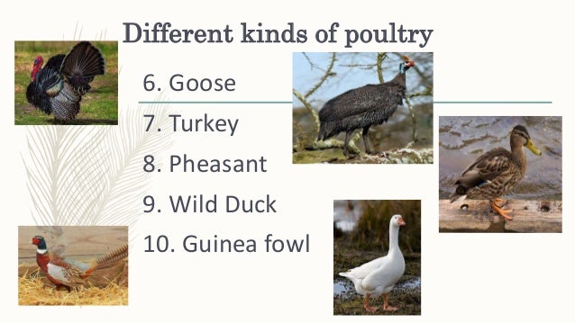 Is Pigeon Poultry Or Game Is Pigeon Poultry Or Game