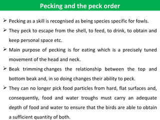 Pecking and the peck order
 Pecking as a skill is recognised as being species specific for fowls.
 They peck to escape from the shell, to feed, to drink, to obtain and
keep personal space etc.
 Main purpose of pecking is for eating which is a precisely tuned
movement of the head and neck.
 Beak trimming changes the relationship between the top and
bottom beak and, in so doing changes their ability to peck.
 They can no longer pick food particles from hard, flat surfaces and,
consequently, food and water troughs must carry an adequate
depth of food and water to ensure that the birds are able to obtain
a sufficient quantity of both.
 