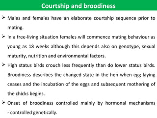 Courtship and broodiness
 Males and females have an elaborate courtship sequence prior to
mating.
 In a free-living situation females will commence mating behaviour as
young as 18 weeks although this depends also on genotype, sexual
maturity, nutrition and environmental factors.
 High status birds crouch less frequently than do lower status birds.
Broodiness describes the changed state in the hen when egg laying
ceases and the incubation of the eggs and subsequent mothering of
the chicks begins.
 Onset of broodiness controlled mainly by hormonal mechanisms
- controlled genetically.
 
