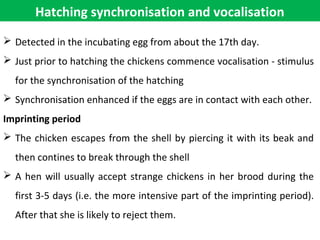 Hatching synchronisation and vocalisation
 Detected in the incubating egg from about the 17th day.
 Just prior to hatching the chickens commence vocalisation - stimulus
for the synchronisation of the hatching
 Synchronisation enhanced if the eggs are in contact with each other.
Imprinting period
 The chicken escapes from the shell by piercing it with its beak and
then contines to break through the shell
 A hen will usually accept strange chickens in her brood during the
first 3-5 days (i.e. the more intensive part of the imprinting period).
After that she is likely to reject them.
 