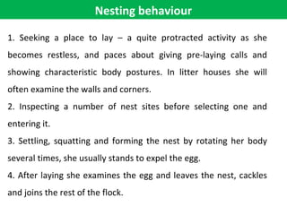Nesting behaviour
1. Seeking a place to lay – a quite protracted activity as she
becomes restless, and paces about giving pre-laying calls and
showing characteristic body postures. In litter houses she will
often examine the walls and corners.
2. Inspecting a number of nest sites before selecting one and
entering it.
3. Settling, squatting and forming the nest by rotating her body
several times, she usually stands to expel the egg.
4. After laying she examines the egg and leaves the nest, cackles
and joins the rest of the flock.
 