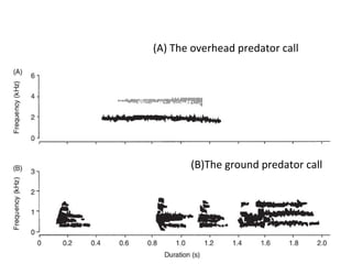 (A) The overhead predator call
(B)The ground predator call
 