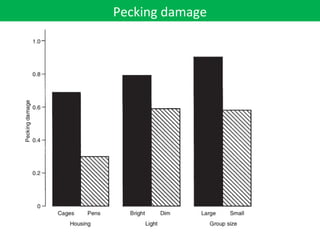 Pecking damage
 