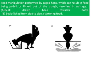 Food manipulation performed by caged hens, which can result in food
being pulled or flicked out of the trough, resulting in wastage.
(A)Beak drawn back towards body.
(B) Beak flicked from side to side, scattering food.
 