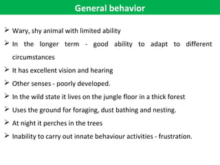 General behavior
 Wary, shy animal with limited ability
 In the longer term - good ability to adapt to different
circumstances
 It has excellent vision and hearing
 Other senses - poorly developed.
 In the wild state it lives on the jungle floor in a thick forest
 Uses the ground for foraging, dust bathing and nesting.
 At night it perches in the trees
 Inability to carry out innate behaviour activities - frustration.
 