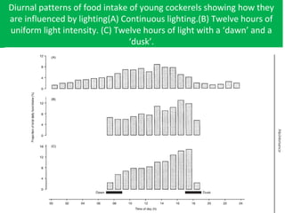 Diurnal patterns of food intake of young cockerels showing how they
are influenced by lighting(A) Continuous lighting.(B) Twelve hours of
uniform light intensity. (C) Twelve hours of light with a ‘dawn’ and a
‘dusk’.
 