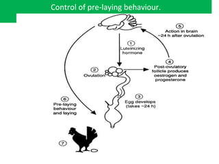 Control of pre-laying behaviour.
 