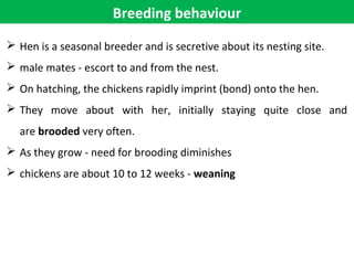 Breeding behaviour
 Hen is a seasonal breeder and is secretive about its nesting site.
 male mates - escort to and from the nest.
 On hatching, the chickens rapidly imprint (bond) onto the hen.
 They move about with her, initially staying quite close and
are brooded very often.
 As they grow - need for brooding diminishes
 chickens are about 10 to 12 weeks - weaning
 