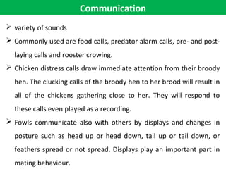 Communication
 variety of sounds
 Commonly used are food calls, predator alarm calls, pre- and post-
laying calls and rooster crowing.
 Chicken distress calls draw immediate attention from their broody
hen. The clucking calls of the broody hen to her brood will result in
all of the chickens gathering close to her. They will respond to
these calls even played as a recording.
 Fowls communicate also with others by displays and changes in
posture such as head up or head down, tail up or tail down, or
feathers spread or not spread. Displays play an important part in
mating behaviour.
 