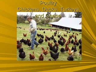 Poultry Chickens, Ducks, Turkeys and Geese 