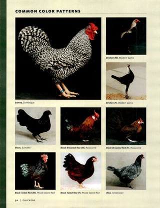 Poultry breeds