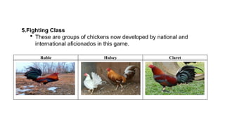 Chicken Races Pdf Poultry Breeds and Breeding (1).....pptx