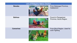 List of Philippine Native Chicken
Banaba From Batangas Province,
Calabarzon
Bolinao Found in Pangasinan
Province, Ilocos Region
Camarines From Bicol Region. Used for
cock Fighting
 