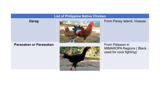 List of Philippine Native Chicken
Darag From Panay Island, Visayas
Paraoakan or Parawakan From Palawan in
MIMAROPA Regions ( Black,
used for cock fighting)
 