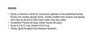 DUCKS
• Duck is common name for numerous species in the waterfowl family.
Ducks are mostly aquatic birds, mostly smaller than swans and geese,
and may be found in both fresh water and sea water.
• Incubation Period-35 days (other ducks 28 days)
• Duck 2.2 to 3.1 kg. Drake 4.5-6.4 kg.
• Hardy, good foragers and disease resistant.
 