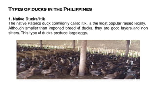 Types of ducks in the Philippines
1. Native Ducks/ Itik
The native Pateros duck commonly called itik, is the most popular raised locally.
Although smaller than imported breed of ducks, they are good layers and non
sitters. This type of ducks produce large eggs.
 