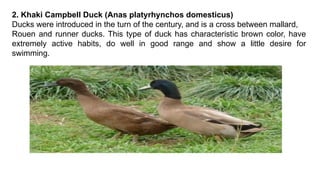 2. Khaki Campbell Duck (Anas platyrhynchos domesticus)
Ducks were introduced in the turn of the century, and is a cross between mallard,
Rouen and runner ducks. This type of duck has characteristic brown color, have
extremely active habits, do well in good range and show a little desire for
swimming.
 