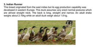 3. Indian Runner
This breed originated from the east indies but its egg production capability was
developed in western Europe. This duck assumes very erect normal postures which
are almost straight neck. The back is long, straight and narrow. An adult drake
weighs about 2.10kg while an adult duck weigh about 1.8 kg.
 