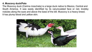 4. Muscovy duck/Pato
The Muscovy duck (Cairina moschata) is a large duck native to Mexico, Central and
South America. It was easily identified by its carunculated face or red, knobby
nodules along the eyes and above the base of the bill. Muscovy is a heavy breed.
It has plump blood and yellow skin.
 