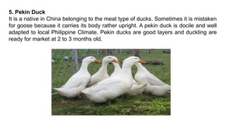 5. Pekin Duck
It is a native in China belonging to the meat type of ducks. Sometimes it is mistaken
for goose because it carries its body rather upright. A pekin duck is docile and well
adapted to local Philippine Climate. Pekin ducks are good layers and duckling are
ready for market at 2 to 3 months old.
 