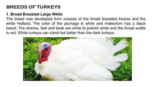 BREEDS OF TURKEYS
1. Broad Breasted Large White
The breed was developed from crosses of the broad breasted bronze and the
white Holland. The color of the plumage is white and males/tom has a black
beard. The shanks, feet and beak are white to pinkish white and the throat wattle
is red. White turkeys can stand hot better than the dark turkeys.
 