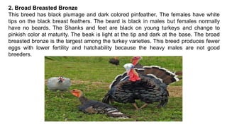 2. Broad Breasted Bronze
This breed has black plumage and dark colored pinfeather. The females have white
tips on the black breast feathers. The beard is black in males but females normally
have no beards. The Shanks and feet are black on young turkeys and change to
pinkish color at maturity. The beak is light at the tip and dark at the base. The broad
breasted bronze is the largest among the turkey varieties. This breed produces fewer
eggs with lower fertility and hatchability because the heavy males are not good
breeders.
 