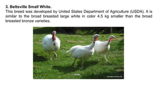 3. Beltsville Small White.
This breed was developed by United States Department of Agriculture (USDA). It is
similar to the broad breasted large white in color 4.5 kg smaller than the broad
breasted bronze varieties.
 