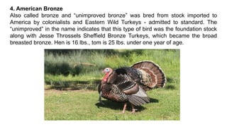 4. American Bronze
Also called bronze and “unimproved bronze” was bred from stock imported to
America by colonialists and Eastern Wild Turkeys - admitted to standard. The
“unimproved” in the name indicates that this type of bird was the foundation stock
along with Jesse Throssels Sheffield Bronze Turkeys, which became the broad
breasted bronze. Hen is 16 lbs., tom is 25 lbs. under one year of age.
 