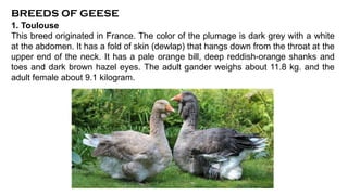 Poultry Breeds and Breeding (1).....pptx