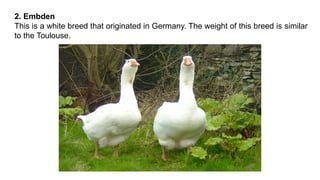 2. Embden
This is a white breed that originated in Germany. The weight of this breed is similar
to the Toulouse.
 