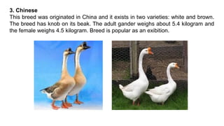 3. Chinese
This breed was originated in China and it exists in two varieties: white and brown.
The breed has knob on its beak. The adult gander weighs about 5.4 kilogram and
the female weighs 4.5 kilogram. Breed is popular as an exibition.
 